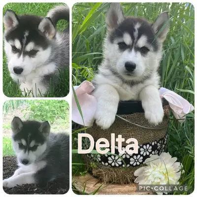 Siberian Husky Puppies, View more