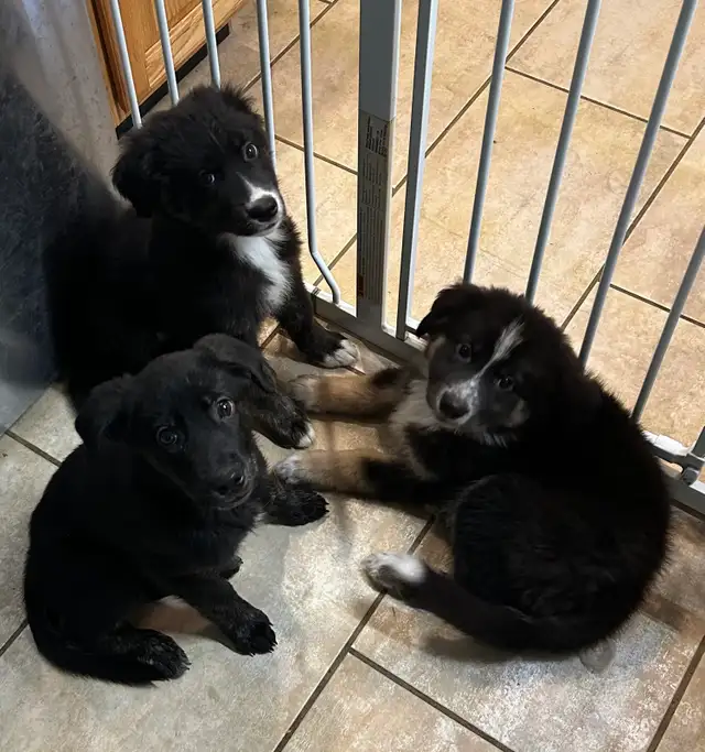 Adorable Husky / Bernese Puppies in Dogs & Puppies for Rehoming in Owen Sound - Image 2