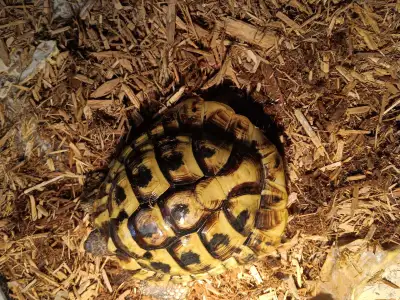 Herman tortoise, View more