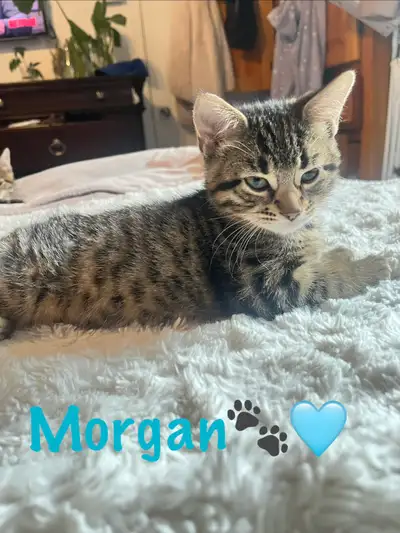 chatons mignons prêt pour l’adoption ‍⬛, View more