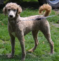 Moyen/small standard poodle puppy - special needs