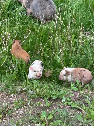 Mini Pigs, View more