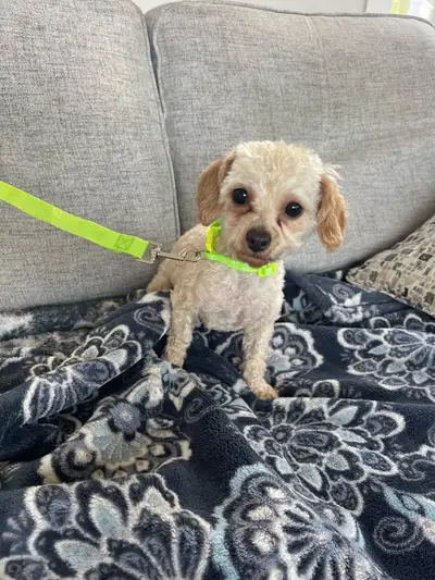 Toy Poodle, View more