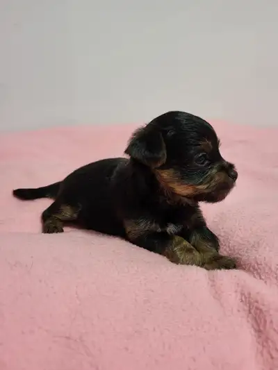 3 jolis chiots Yorkshire 1 male de couleur chocolat et 2 femelles de couleur noir et tan. Ils sont n...