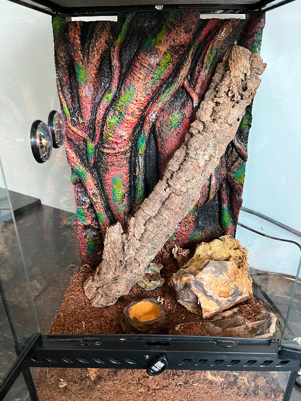 Terrarium pour gecko à crête dans Accessoires  à Longueuil/Rive Sud