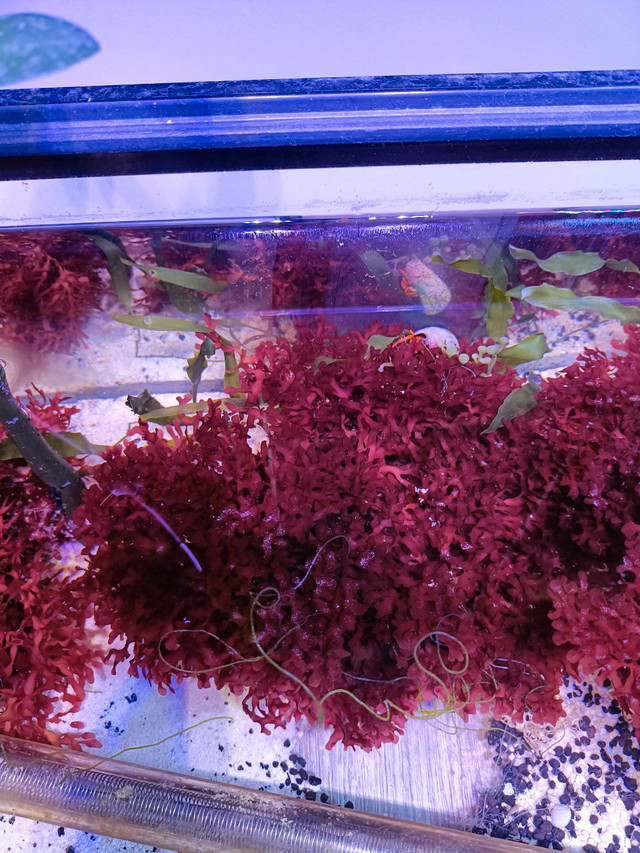 Saltwater Macroalgae Dragon’s Tongue, Giant Grape in Fish for Rehoming in Calgary