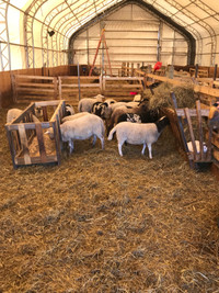 Lambs for sale 