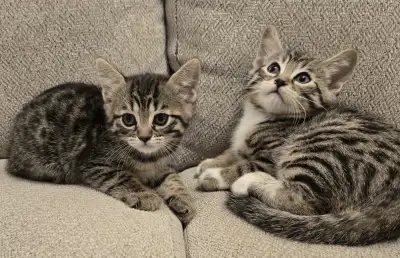 Bangal Ragdoll mix kittens, View more