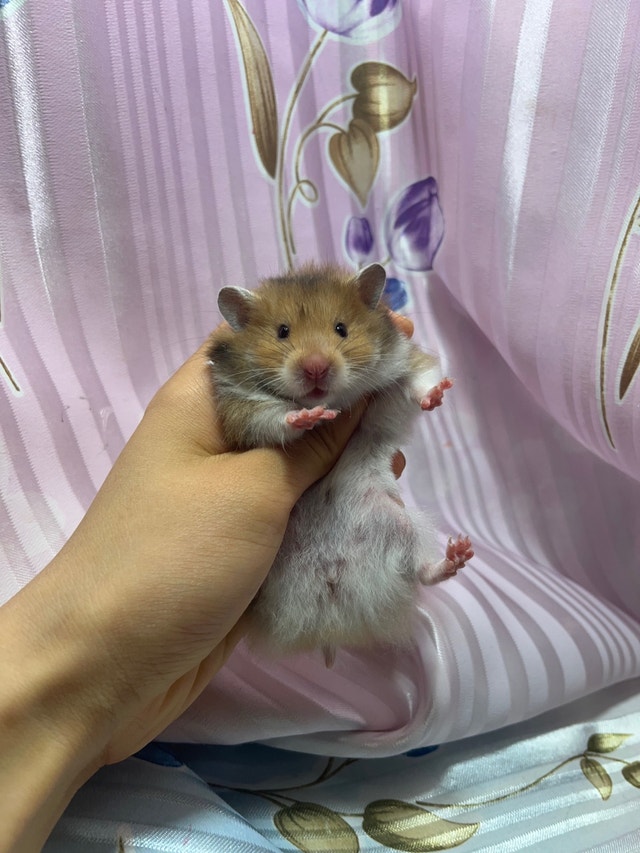 healthy plump adorable baby hamsters Small Animals for Rehoming