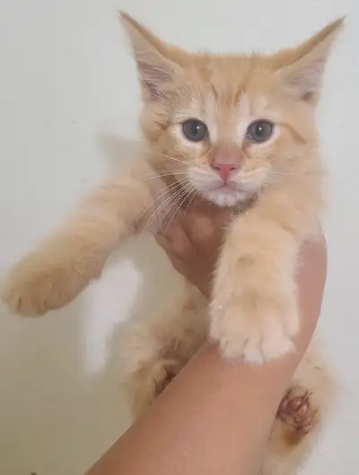 Himalayan mix kitten 70-200, text 6046746007, View more