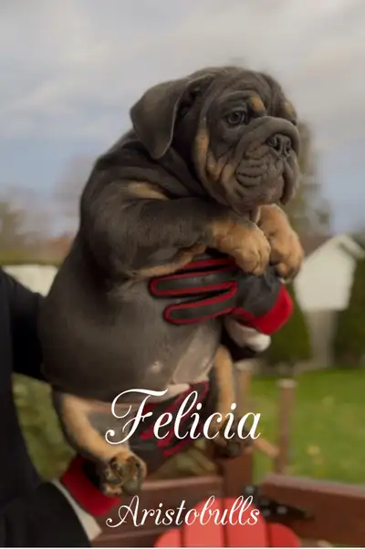 English bulldog puppies, View more