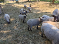 5 Male Lambs