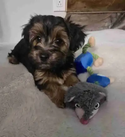 Adorables Yorkipoo, View more