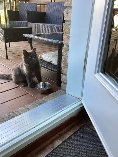 Chatte ä donner errante et on veut lui trouver un bon chez soi., View more