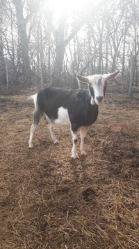 Bred Goat - Good milker