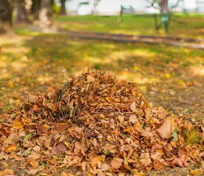 Fall services , View more