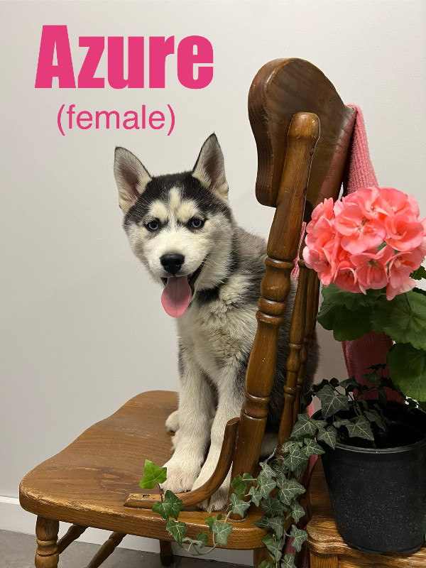 Purebred Siberian Husky puppy! in Dogs & Puppies for Rehoming in Thunder Bay