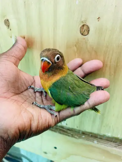 Beautiful babies ❤️ birds, View more