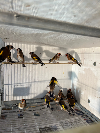 Chardonerait Elegant & Siberean - European & Siberean GoldFinch, View more