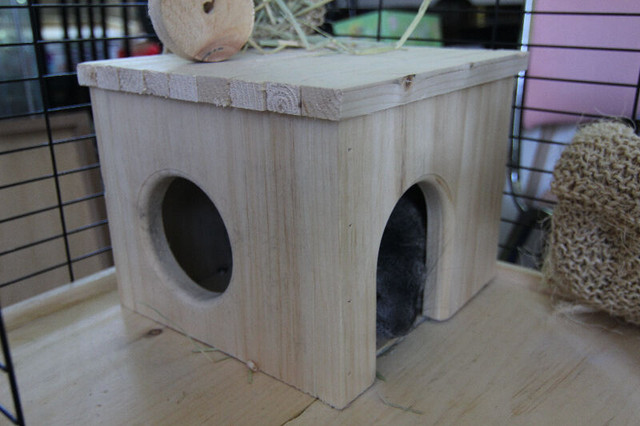 Custom-Built Small Animal Houses in Accessories in City of Toronto - Image 2