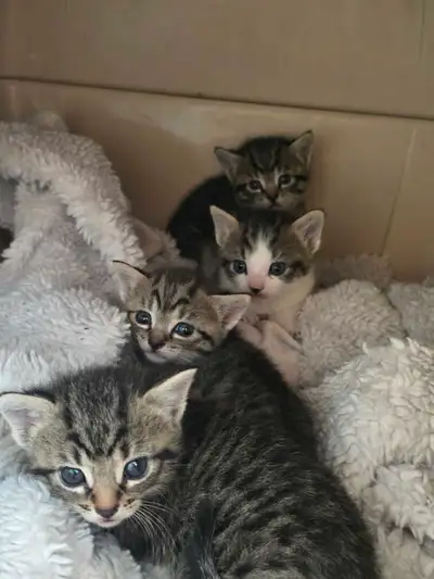 Blue russian kittens for sale, View more