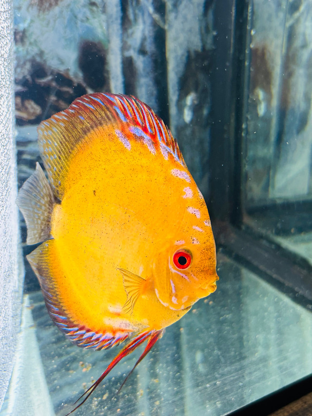 F/S Discus  in Fish for Rehoming in La Ronge