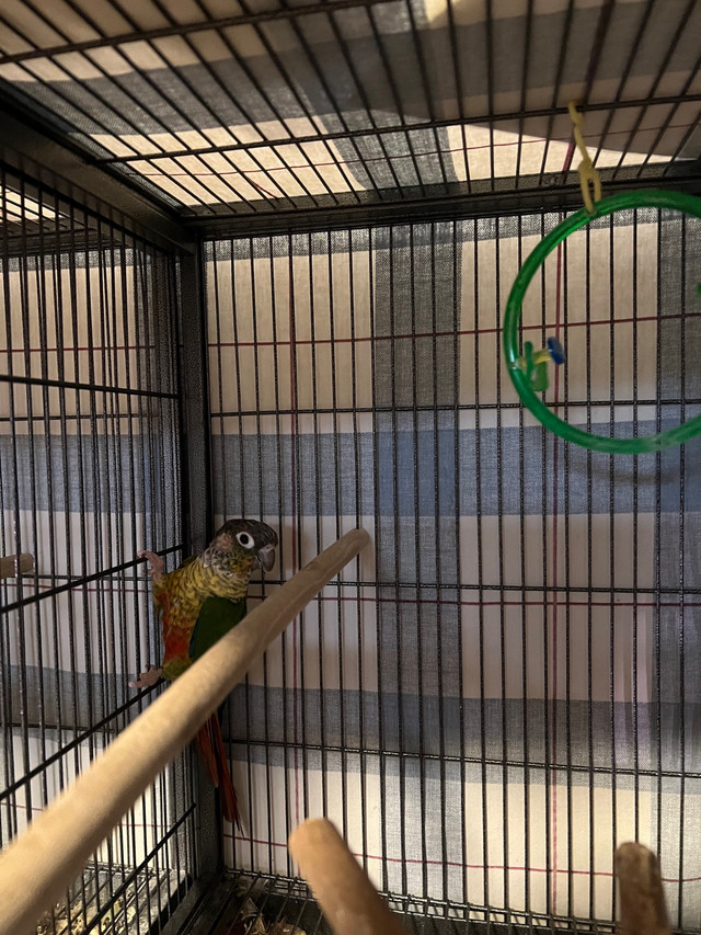 Pineapple Green Cheek Conure  in Birds for Rehoming in Calgary - Image 3