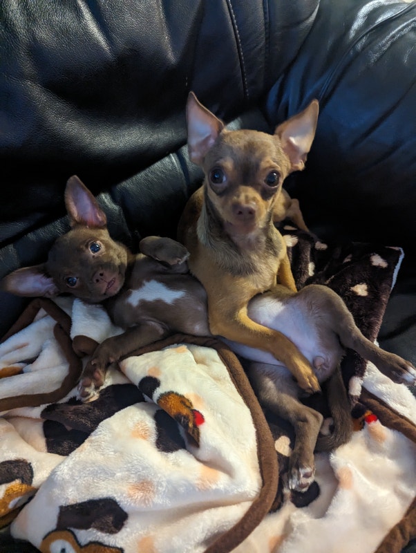 6 months old tiny chihuahua Dogs & Puppies for Rehoming Guelph Kijiji