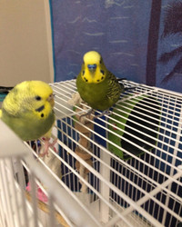 Budgies for sale I only sell them together 