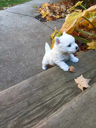 West Highland White Terrier for sale, View more