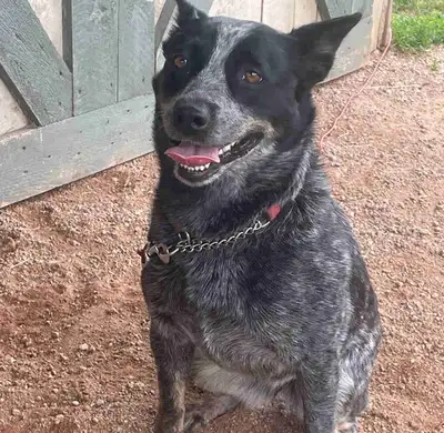Looking for a new home for our 2year old Female Blue Heeler. Sweet and loyal, loves fetch and wiggle...
