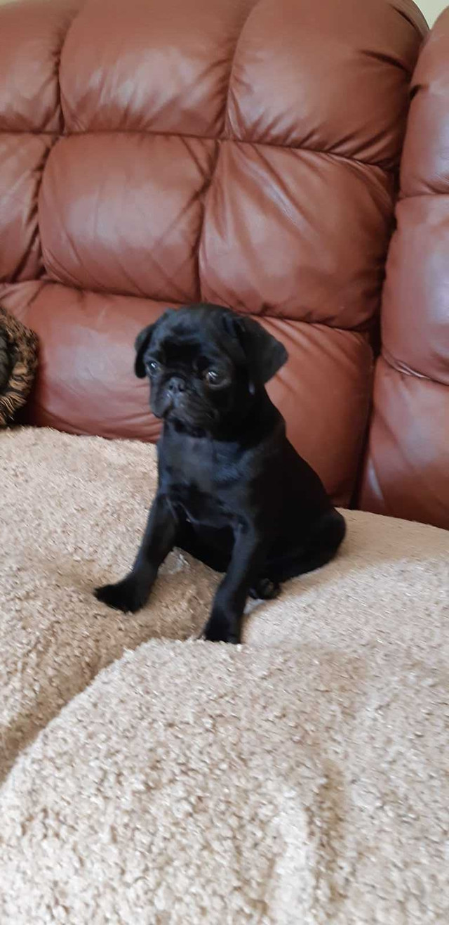 Purebred pug puppies  in Dogs & Puppies for Rehoming in Hamilton