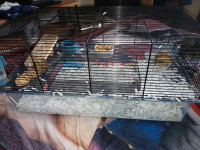 Cage et hamster