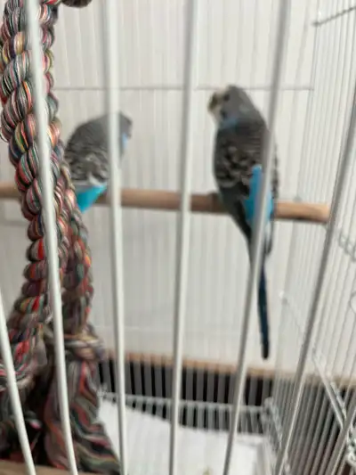 Beautiful male and female budgies, would love to keep them, but don’t have any time to tame them. Th...