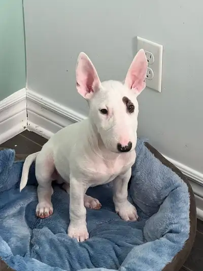 males bull terriers -1st vaccine -January 24th -2nd vaccine-February 26th -dewormed -Ready to go -WE...