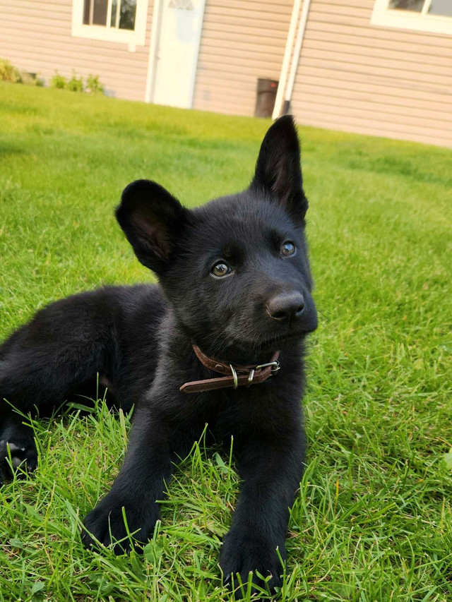 *Pics updated* CKC German Shepherd pups in Dogs & Puppies for Rehoming in Winnipeg
