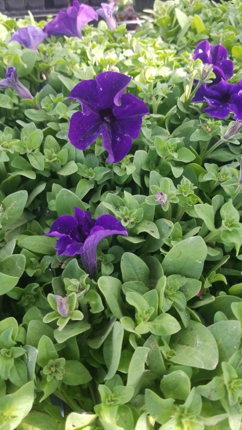 Hamster and everything you need Small Animals for Rehoming Saint