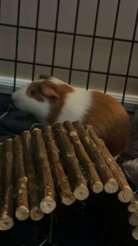 3 guinea pigs to rehome