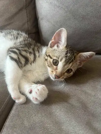 Chaton a vendre, View more