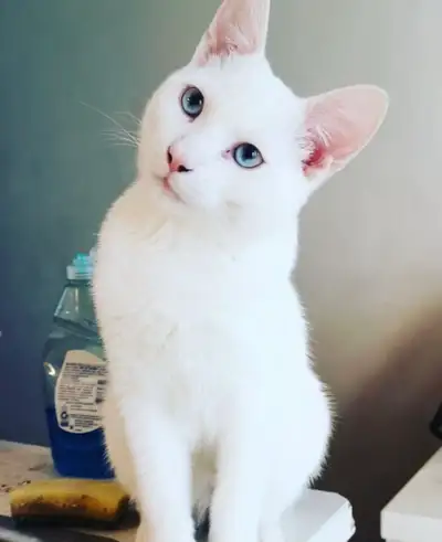 White Deaf Kitten, View more