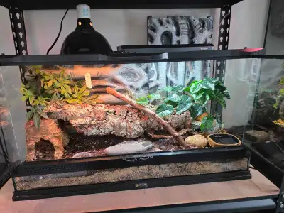 Tank and leopard gecko, View more