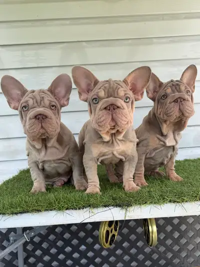 Rare Isabella & Tan Color French bulldogs - Bouledogue Francais, View more