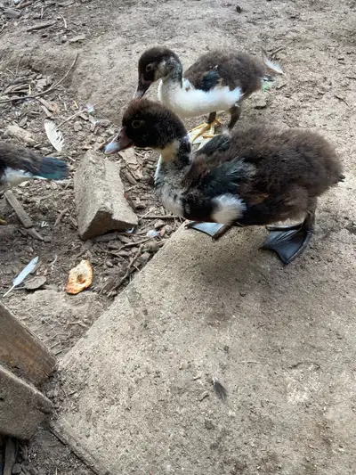 Two free Muscovy suspected drakes small male ducks, View more