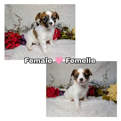 The Papillon female dog are very stunning and so sweet! faithful and friendly companion who will go...