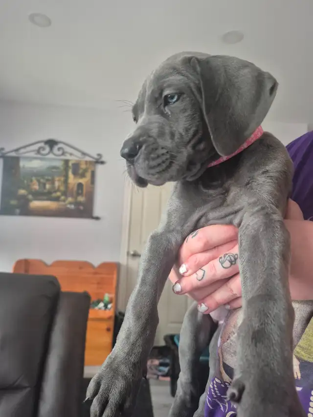 Great Dane Puppies in Dogs & Puppies for Rehoming in Sudbury - Image 13