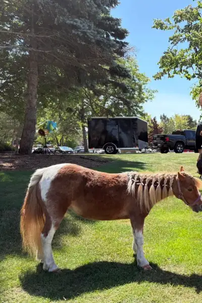 miniature pony , View more