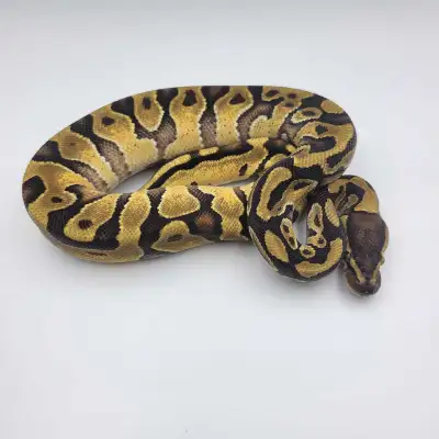 enchi yb/asphalt , View more