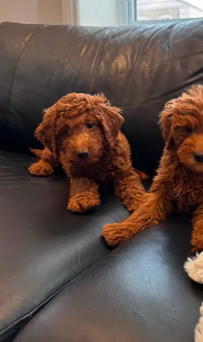 High quality mini red Goldendoodle puppies, View more