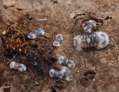 Rare Isopods, View more