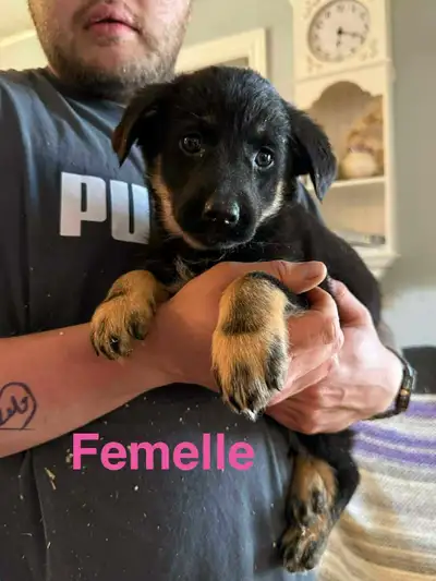 Jolie chiots melanger, View more